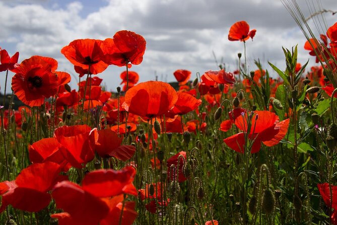 Flanders Fields Remembrance Tour from Brussels - Flanders Fields Museum: Where the Day’s Facts Get Grounded